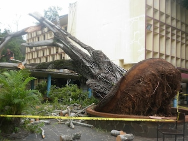 Cae árbol sobre pasillo de la Universidad de Panamá