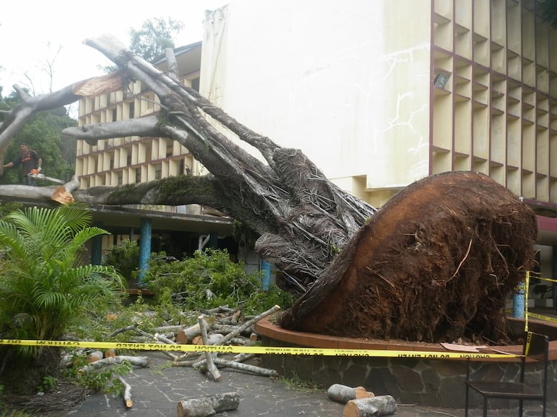 Cae árbol sobre pasillo de la Universidad de Panamá