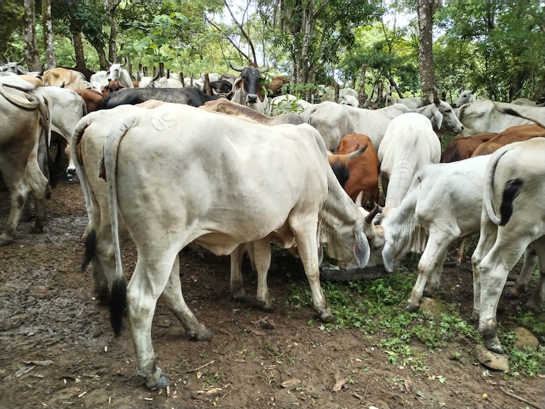 A $7.5 millones ascienden las pérdidas en el sector ganadero y lechero por tranques