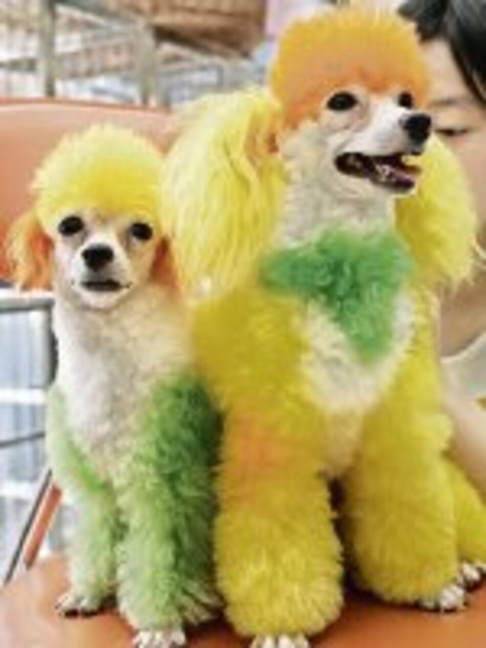 El incomprendido e inteligente caniche