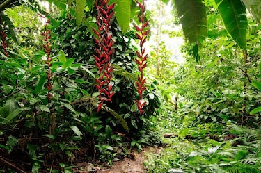El cazador de plantas que arriesgó su vida por una orquídea y acabó secuestrado por la guerrilla en Colombia