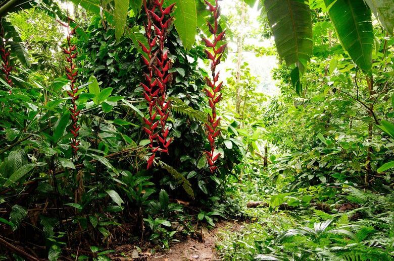 El cazador de plantas que arriesgó su vida por una orquídea y acabó secuestrado por la guerrilla en Colombia