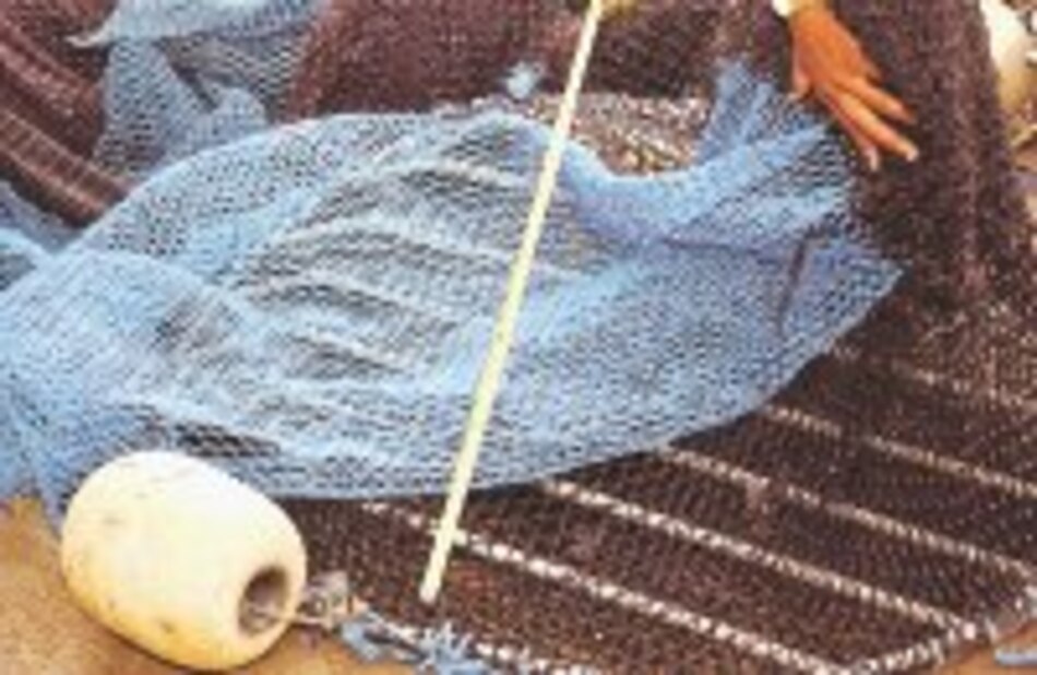 Panamá espera que EU apruebe exportación de camarones