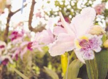 Flores por la amistad