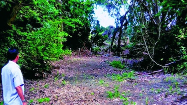 En el río Mensabé siembran bambú para recuperar flujo hídrico