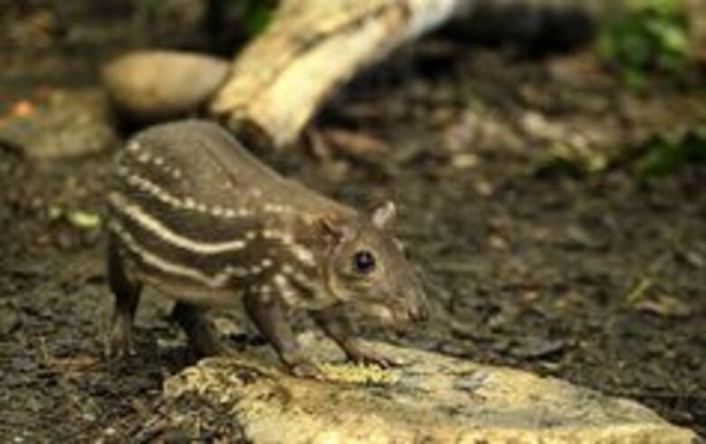 Al rescate de la fauna agreste