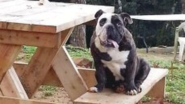 Dottie, el amor de la casa