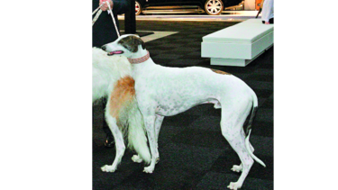 Londres dice adiós a carreras de galgos
