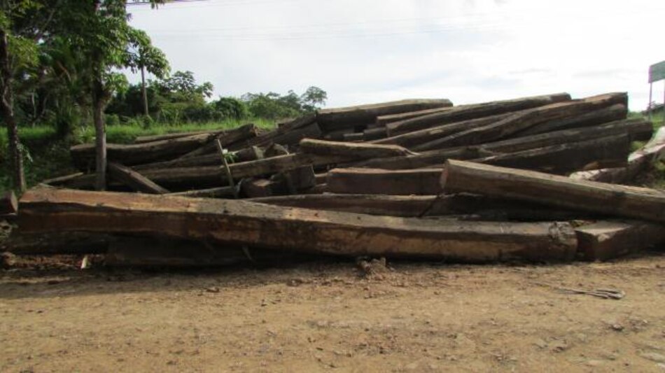 Decomisan cuatro mulas con madera bálsamo en Darién