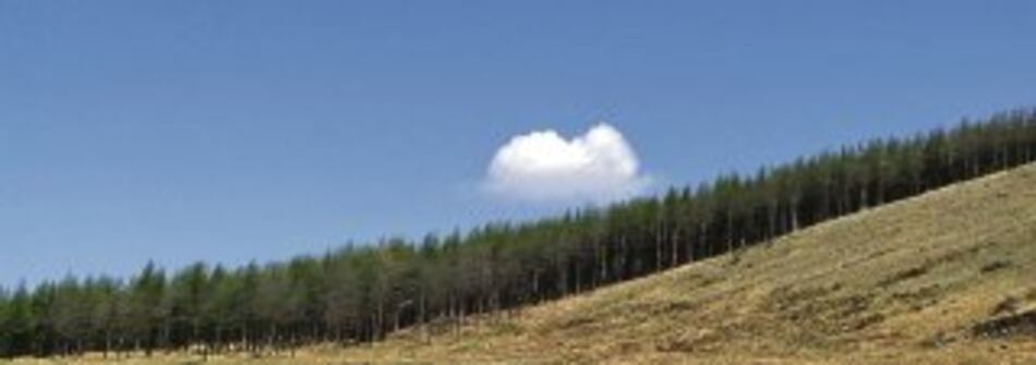 Alemania pone $500 millones para reforestar