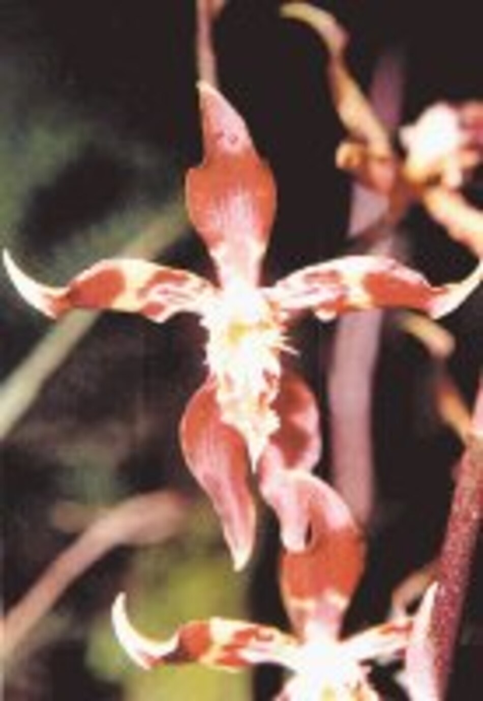 Bogotá tiene su flor