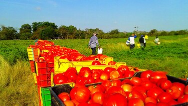 Mejoran rendimientos en cosecha de tomate