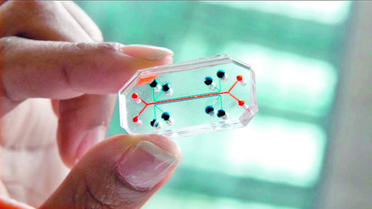 Se han creado dispositivos pequeños con órganos biónicos para evaluar la toxicidad de productos farmacéuticos en desarrollo. CORTESÍA