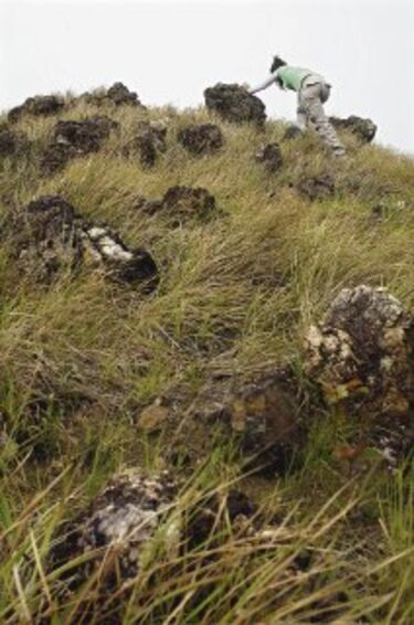 Entretenimiento entre árboles