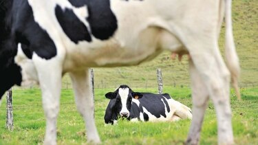 Alerta sanitaria por brucelosis