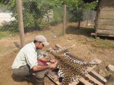 El jaguar no come gente