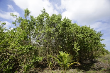 Consulta sobre los manglares de Chiriquí entra en su recta final