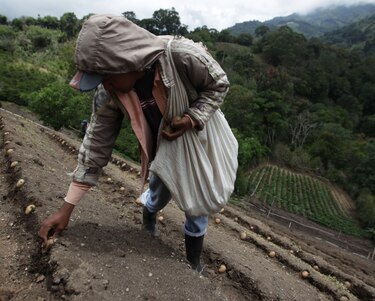 Estudio confirma que agricultores y transportistas padecen más la enfermedad renal crónica no tradicional