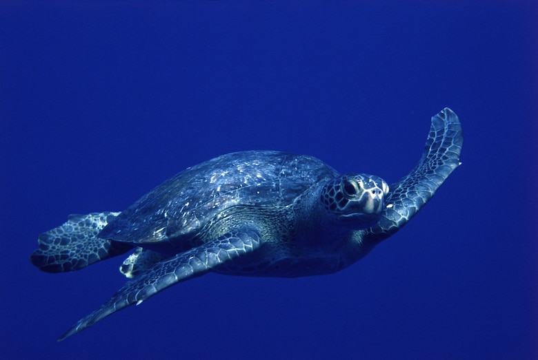 El Corredor Marino del Pacífico Este Tropical