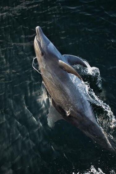 Hallan 3 mil delfines muertos en playas de Perú en lo que va del año