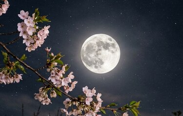 La Luna de las Flores iluminará el cielo este 1 de mayo ¿se verá en Panamá?