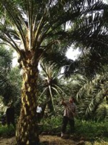 Palmicultores participan en TLC