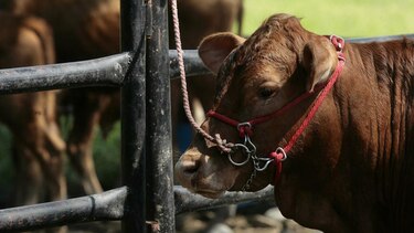 Productores rechazan seguro obligatorio del ISA