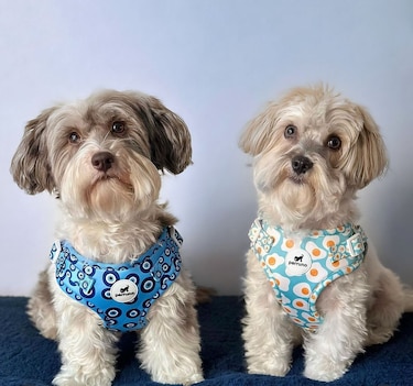 Manolo & Mateo: aventuras de dos Havanese influencers