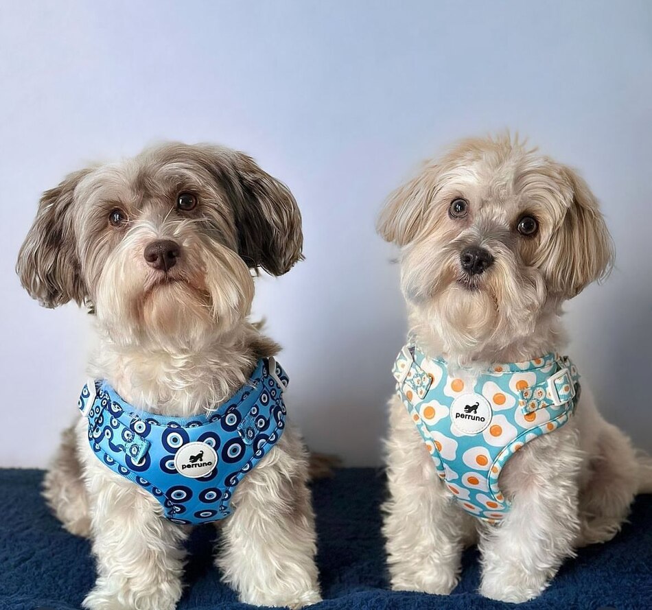 Manolo & Mateo: aventuras de dos Havanese influencers
