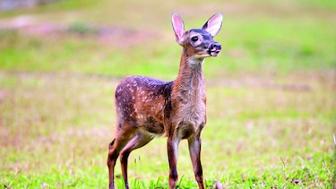 Inventario de flora y fauna