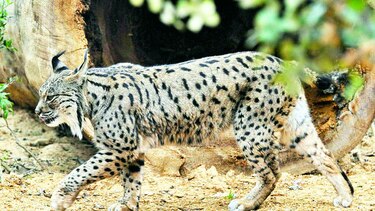 Urge protección de especies
