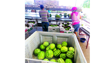 Sequía azota cultivos de sandía