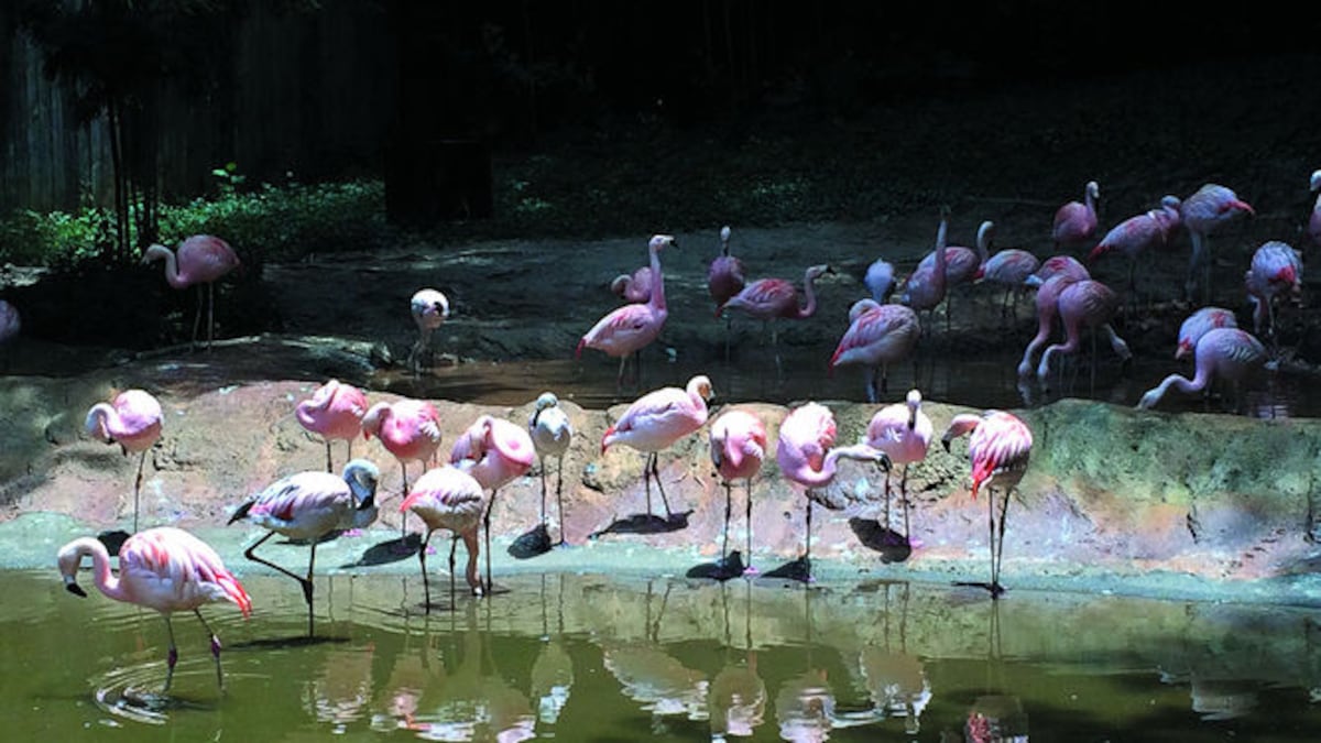 El zoológico de Atlanta (Estados Unidos) busca crear conciencia sobre la protección de la fauna en el planeta.