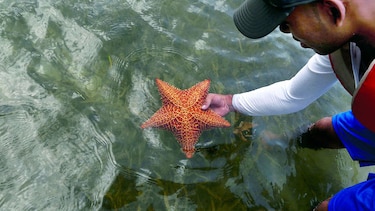 Identificada una bacteria responsable de diezmar las estrellas de mar en Norteamérica