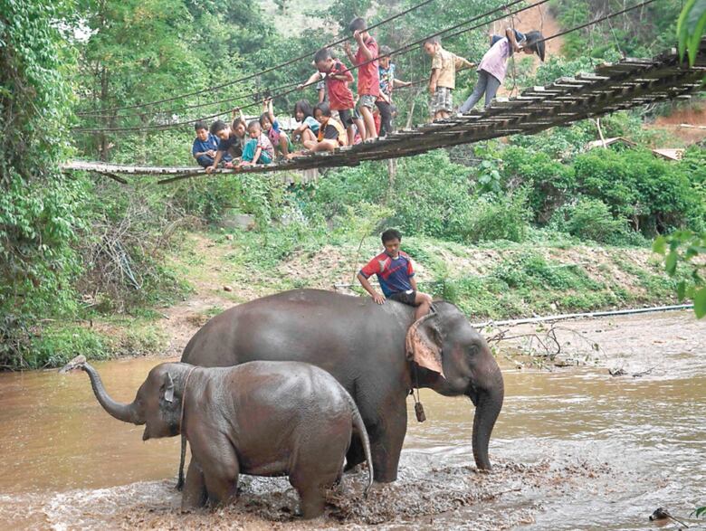 Ola migratoria de elefantes por el coronavirus