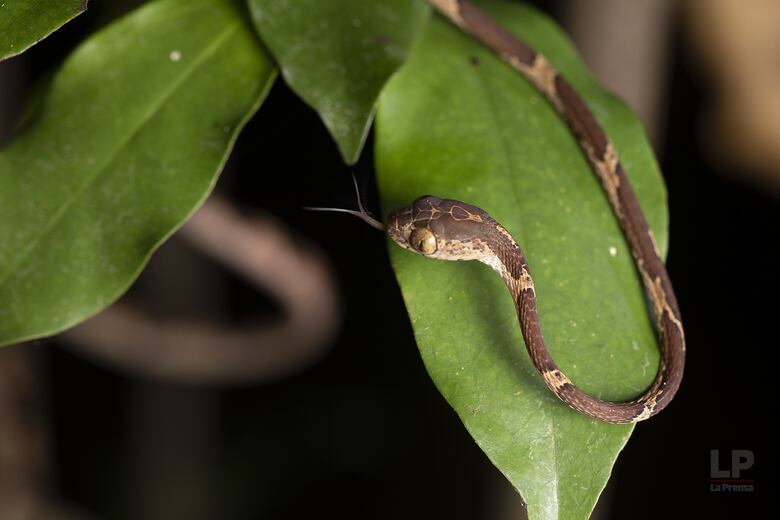 Cerro Chucantí, una joya ecológica entre las provincias de Darién y Panamá