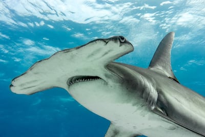 Costa Rica diseña un nuevo pago por servicios marinos para liberar tiburones martillo