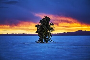 Desde el fin de mundo hacia el norte, se lanza BienalSur en Argentina