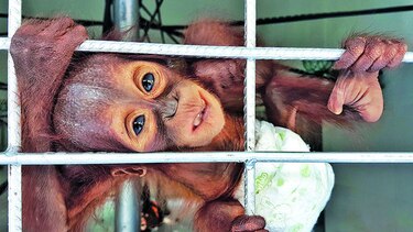 Deforestación y cacería amenazan a orangutanes