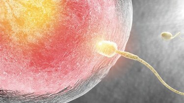 Retrocede en el mundo el índice de fertilidad