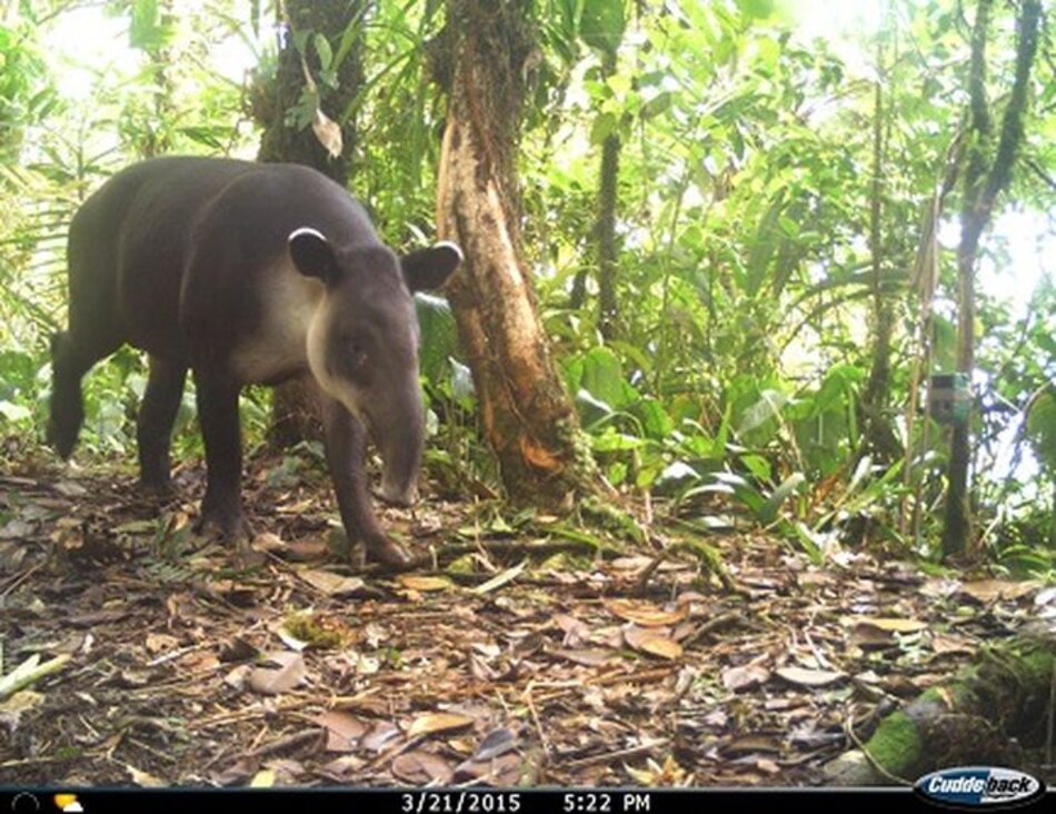 Ungulados: ¿seguros en las áreas protegidas?