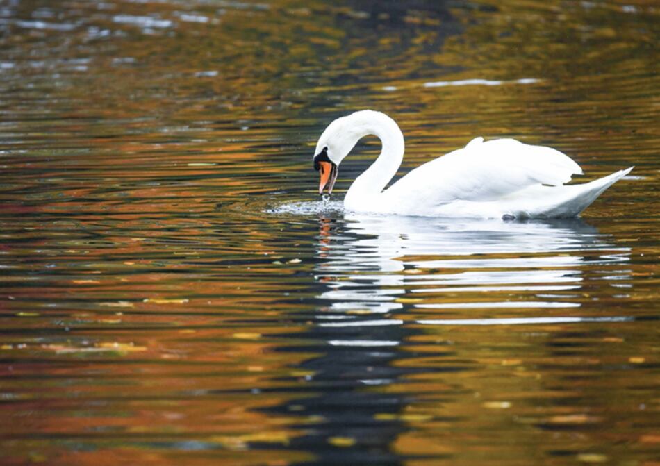 Unión Europea adopta plan de biodiversidad; oenegés prudentes