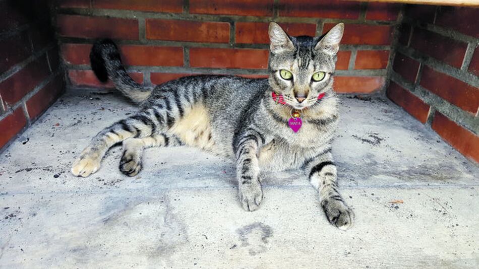 ¡Feliz cumpleaños, Maya!