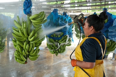 Chiquita retoma exportaciones de banano desde Panamá