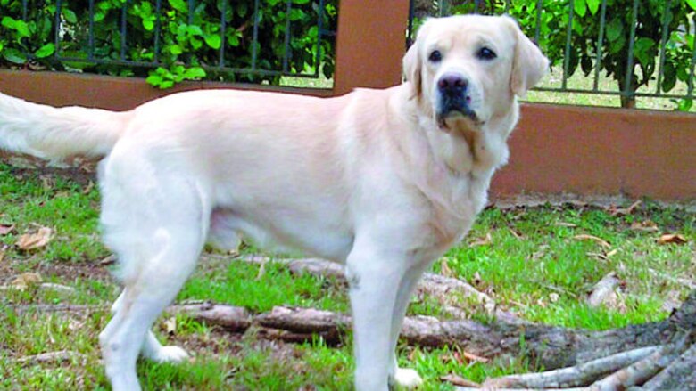 Pototita, dulce y destructora