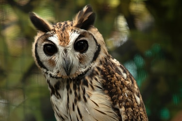 ‘No son mascotas’: Profesora Ileana Cotes, la encantadora de búhos