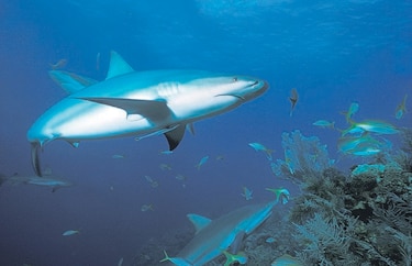Cuba implementa plan de protección a tiburones