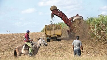 Cosecha de azúcar en Cuba es una de las menores en 120 años
