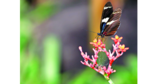 Recinto para las mariposas