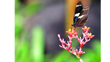 Recinto para las mariposas